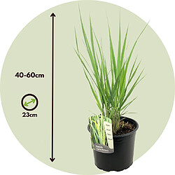 Plant in a Box Panicum virgatum - Panicum northwind - Pot 23cm - Hauteur 40-60cm