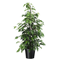 Plant in a Box Ficus benjamina 'Danielle' - Plante d'appartement - Pot 21cm - Hauteur 100-110cm