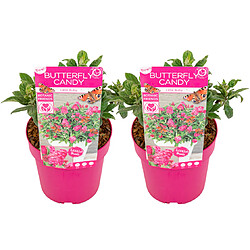 Plant in a Box Buddleja Candy 'Petit Rubis' - Set de 2 - Buddleia - Pot 19cm - Hauteur 30-40cm