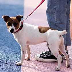 Equipement de transport pour chien