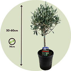 Plant in a Box Olea Europaea - Set de 2 - Olivier sur tige - Pot 14cm - Hauteur 50-60cm