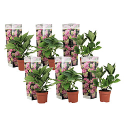 Plant in a Box Hydrangea macrophylla - Rose - Set de 6 - Hortensia - Pot 9cm - Hauteur 25-40cm