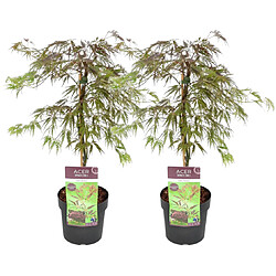 Plant in a Box Acer palmatum 'Inaba-shidare' - Set de 2 - Erable - Pot 13cm - Hauteur 30-40cm