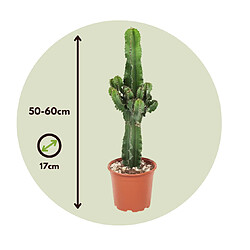 Plant in a Box Euphorbia Eritrea - Set de 2 - Cowboy Cactus - Pot 17cm - Hauteur 50-60cm