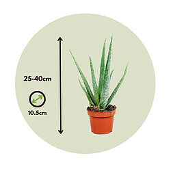 Plant in a Box Aloe Vera - Set de 2 - Succulente - Pot 10,5cm - Hauteur 25-40cm