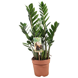 Plant in a Box Zamioculcas Zamiifolia - Plante ZZ - Pot 17cm - Hauteur 55-65cm 