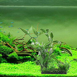 Acheter Terrarium En Plastique Laisse Ornement Décoratif De Plante Pour Reptiles Amphibiens 2