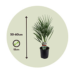 Plant in a Box Chamaerops Humilis - Palmier nain européen - Pot 15cm - Hauteur 50-60cm