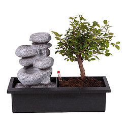 Plant in a Box Bonsaï avec système d'eau - Pierres zen - Plante d'intérieur - Hauteur 25-35cm