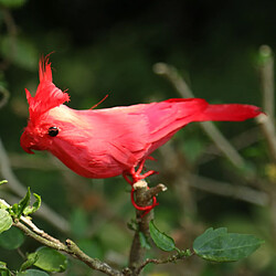 Oiseau de jardin artificiel