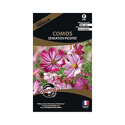 Sanrival Graines de fleurs premium Cosmos sensation picotée