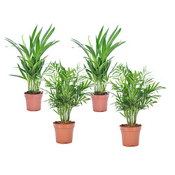 Plant in a Box Palmiers d'intérieur - Mélange de 4 - Pot 12cm - Hauteur 25-40cm