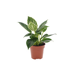 Plant in a Box Philodendron 'Vague blanche' - Pot 12cm - Hauteur 20-30cm