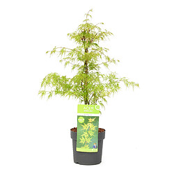 Plant in a Box Acer palmatum 'Emerald Lace' - Érable japonais - Pot 19cm - Hauteur 60-70cm