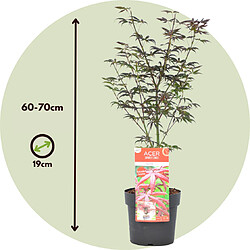 Plant in a Box Acer palmatum 'Étoile de mer' - Érable japonais - Pot 19cm - Hauteur 60-70cm