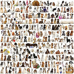 Puzzle animaux