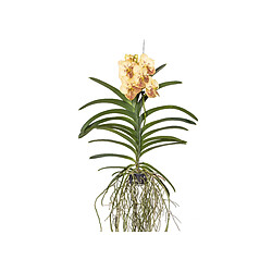 Plant in a Box Orchidée Vanda 'Yellow Henna' - Jaune - L - Hauteur 70cm