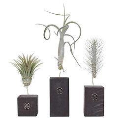 Plant in a Box Tillandsia 'Burnt Wood Trio' - Set de 3 - Hauteur 30-35cm