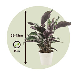 Plant in a Box Calathea 'Blanc Fusion' - Purificateur d'air - Pot 14cm - Hauteur 30-40cm