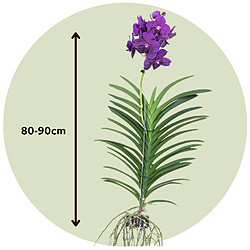 Plant in a Box Vanda Velvet Blackberry - Orchidée en fleur - Hauteur 80-90cm