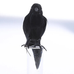 Acheter Oiseau artificiel Crow de plumes