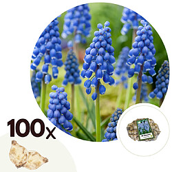 Plant in a Box Muscari armeniacum - 100x Bulbes de jacinthes - Bulbes à fleurs