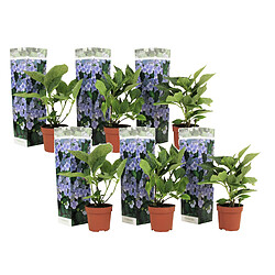 Plant in a Box Hortensia 'Teller' hydrangea - Set de 6 - Bleu - 9cm - Hauteur 25-40cm