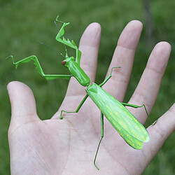 Avis réaliste insecte animal pot cintre réfrigérateur aimant jardin décor mantis