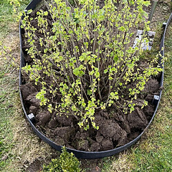 Acheter Jardinex Bordure de jardin ... 14 cm - Noir