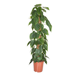 Plant in a Box Philodendron 'Escalade' - XXL sur bâton de mousse - Pot 27cm - Hauteur 150-160cm