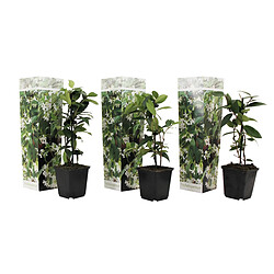 Plant in a Box Jasmin de Toscane - Set de 3 - Blanc - Pot 9cm - Hauteur 25-40cm