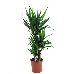 Plant in a Box Yucca Elephantipes - Pot 21cm - Hauteur 70-80cm