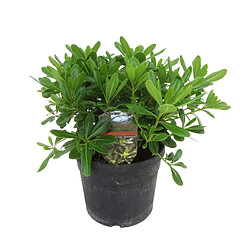 Plant in a Box Pittosporum tobira nanum - Buisson de laurier fleur - Pot 19cm - Hauteur 30-40cm 