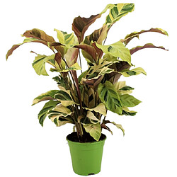 Plant in a Box Calathea 'Jaune fusion' - Purificateur d'air - Pot 14cm - Hauteur 30-40cm