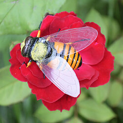 Acheter réaliste insecte animal pot cintre réfrigérateur aimant jardin décor abeille