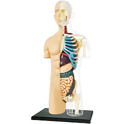 MGM - Explora - Anatomie buste - Expérience anatomie