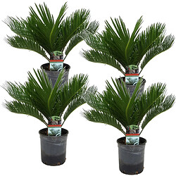 Plant in a Box Cycas Revoluta - Set de 4 - Fern Palm - Pot 15cm - Hauteur 45-60cm