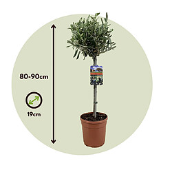 Plant in a Box Olea Europaea - olivier rustique sur tige - Pot 19cm - Hauteur 80-90cm