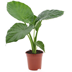 Plant in a Box Alocasia Macrorrhiza - 'Oreille d'éléphant' - Pot 17cm - Hauteur 60-70cm 