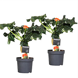 Plant in a Box Jatropha Podagrica - Set de 2 - Pot 13cm - Hauteur 25-45cm 