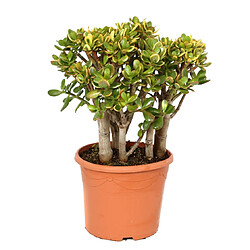 Plant in a Box Crassula ovata 'Sunset' XL - Plante d'intérieur - Succulente - 30cm - H55-60cm