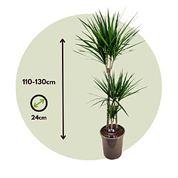 Plant in a Box Dracaena Marginata - Dragonnier XL - Pot de 24cm - Hauteur de 110-130cm