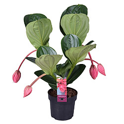 Plant in a Box Medinilla Magnifica 'Flamenco' - Plante d'intérieur - 14cm - Hauteur 45-55cm