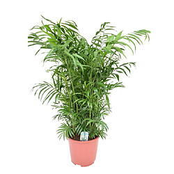 Plant in a Box Chamaedorea elegans - Palmier de salon - Pot de 20cm - Hauteur de 80-90cm