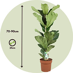 Plant in a Box Ficus Lyrata - Set de 2 - XL Ficus Lyrata Plante - Pot 21cm - Hauteur 70-90cm