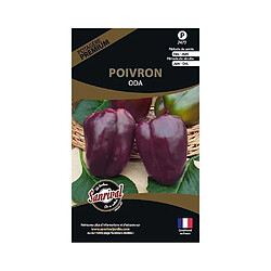 Sanrival Graines potagères premium poivron Oda violet allongé