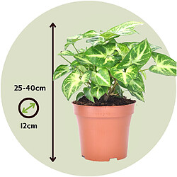 Plant in a Box Syngonium 'Pixie' - Set de 2 - Plante fléchée - Pot 12cm - Hauteur 25-40cm