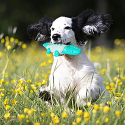 Chiens mâcher des jouets pas cher