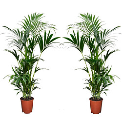 Plant in a Box Palmier Kentia - Set de 2 - Howea Forsteriana - Pot 18cm - Hauteur 90-100cm