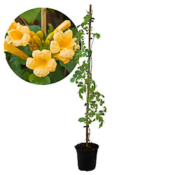 Plant in a Box Campsis 'Flava' XL ??????- jardin - plante grimpante - 17 cm - H110 cm